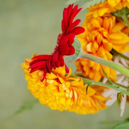 Belem Πανσιόν Lisboa